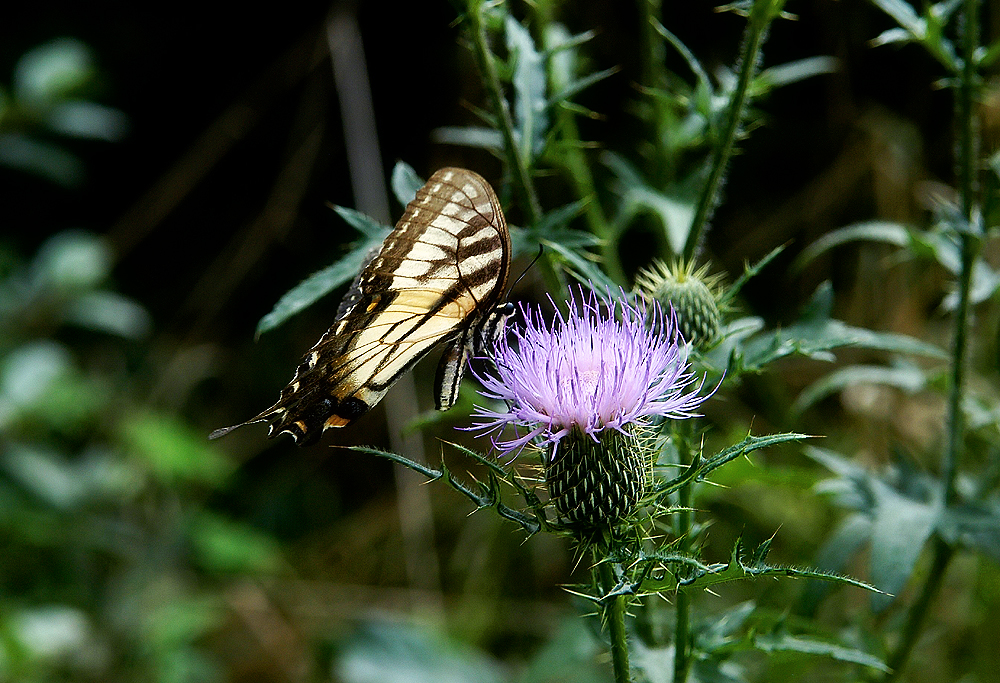 大土佬儿：紫蓟 Thistle