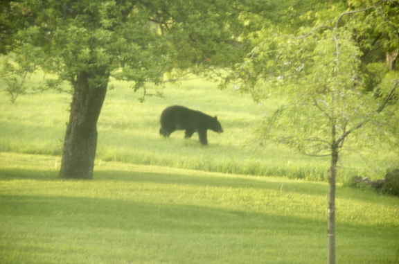 醉草园：熊來了