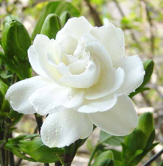 云天：【20年特辑】栀子花开的季节