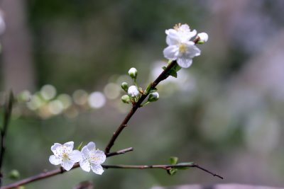 云天：春风沉醉的清晨 (写于08年春天)