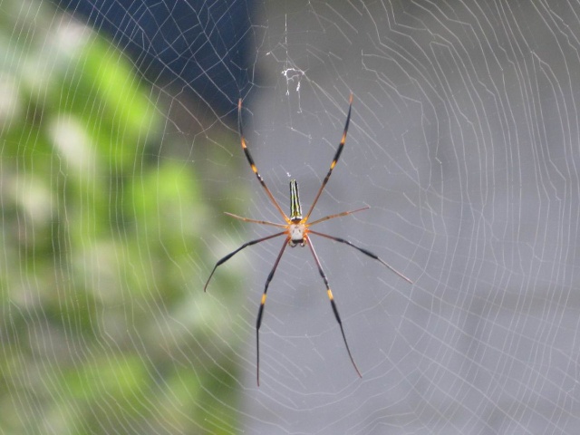 杜欣欣：你一定爱我