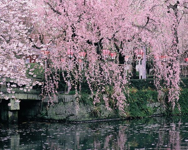 云天：三月樱花雨