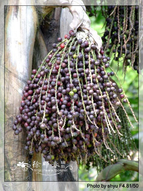 二平：植物中毒