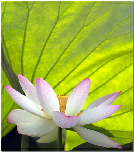 书菲：又是一年荷花开