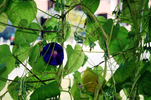 雾：牵牛花