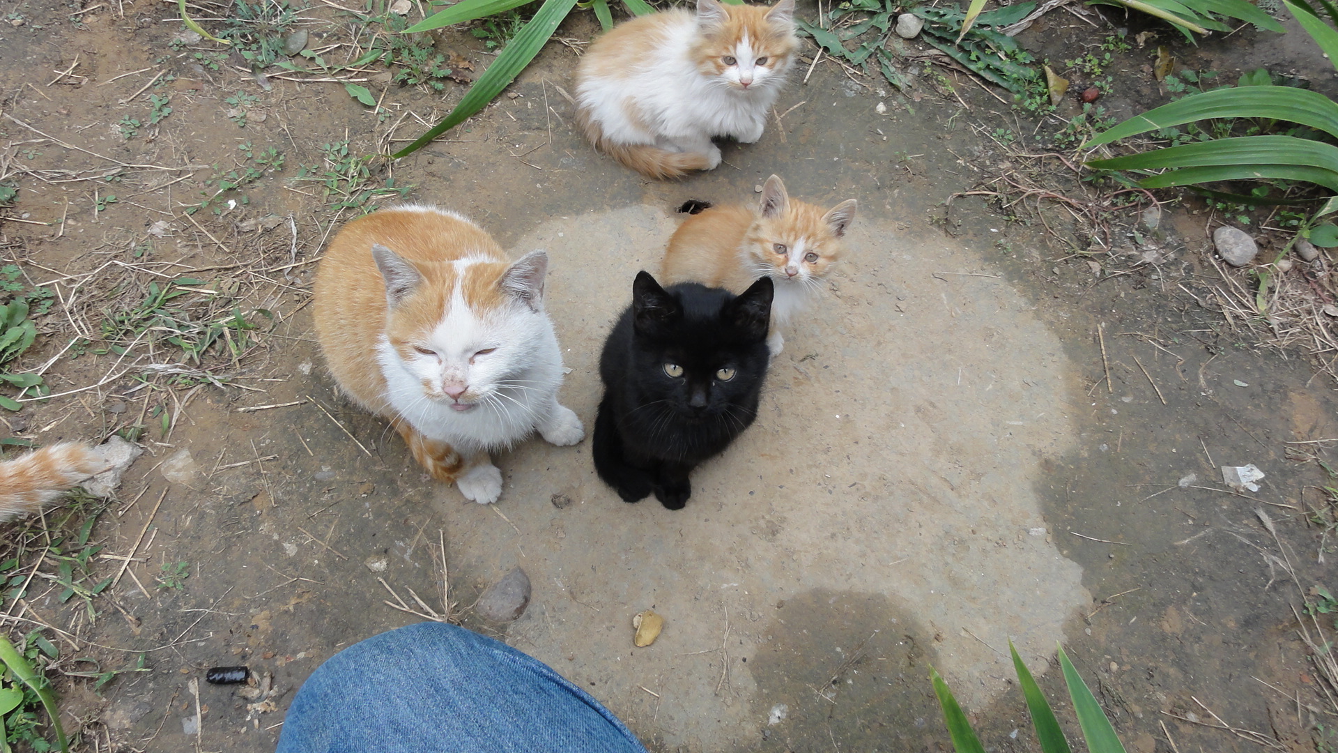 炉匠：流浪猫 2010 回国见闻