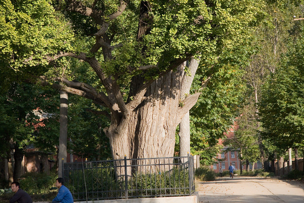 大土佬儿：王维 《輞川集》 《文杏馆》的解读