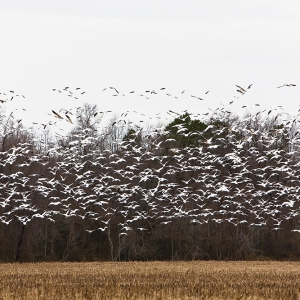 大土佬儿：露寒煙冷蒹葭老