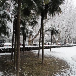 二楼：雪