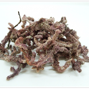 王木木：(琳) 茶话点滴（21）---  乳房水桶
