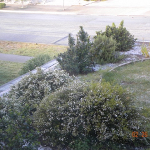 廖康：Snow in Monterey