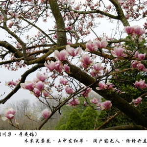 大土佬儿：木末芙蓉花