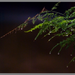 榕树头：秋雨黄昏