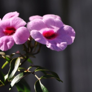 蓝莓：母亲节日里的花