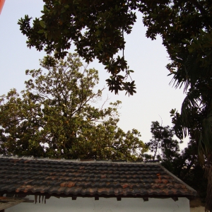 畹町：故居的树