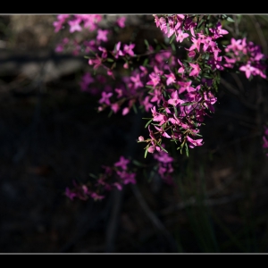 rongshutou: 徒步 - Bobbin Head Track, Kuringgai Chase National Park