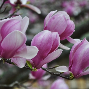 蓝莓：春来了