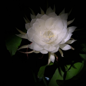 zuileigong: 中秋时分-谈谈昙花