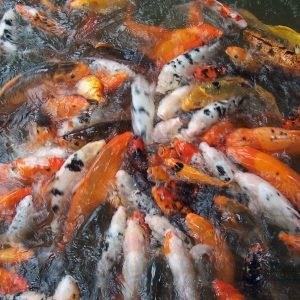 王木木: 花开鱼醒怪天气