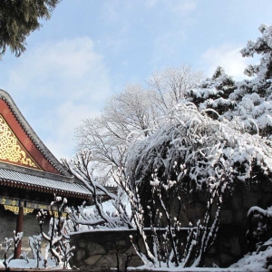 雪儿: 难得瑞雪