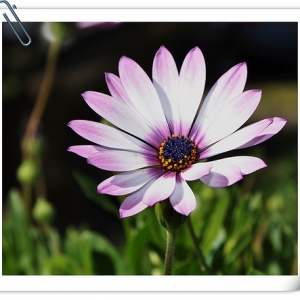 蓝梅: 雏菊（Daisy）