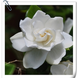 蓝莓：栀子花