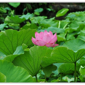 蓝莓：１２月荷塘