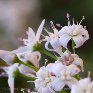 蜂王：情人节无野花， 家花充数