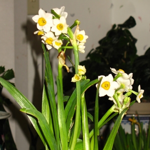 昨夜雨：旧图重贴：春天里的水仙花