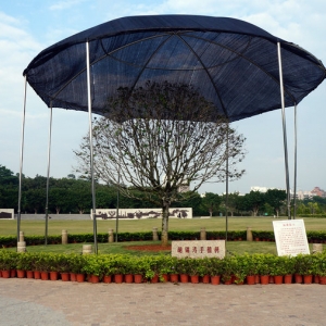 昨夜雨：闻深圳莲花山金桂树有伞暨习主席与弗朗西斯教皇同日登基有感而作 ... ... ...