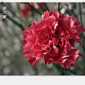 蓝莓：五月的康乃馨