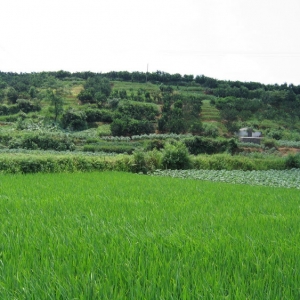 湘西山民：山村纪行：田园篇（组图）