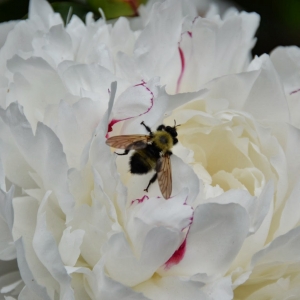 田农：唯有牡丹真国色 花开时节动安城