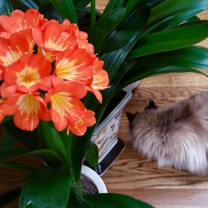 maomi：花中真君子